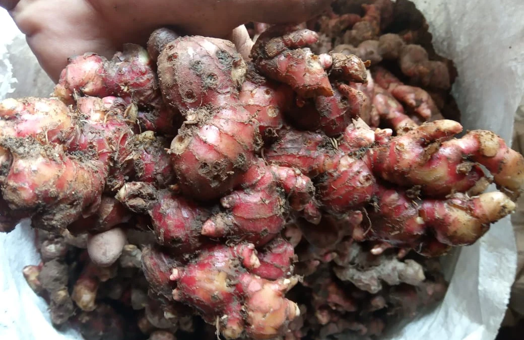 Bejo-jahe-merah-tangkal-corona