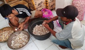 Bawang-bawang-putih-dan-Jeruk-di-Jagasatru-(3)