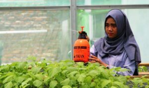 Urban Farming, Solusi Bisnis di Lahan Terbatas