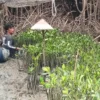 Hutan Mangrove
