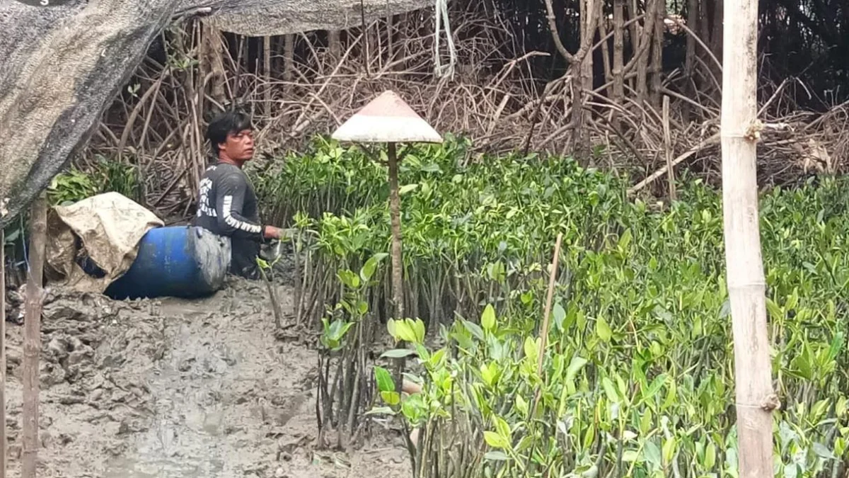 Hutan Mangrove