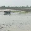ilmi-lahan pertanian (9)