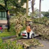 Dahan Pohon di Kantor Bupati Cirebon Patah Timpa Mobil Kabag Humas