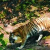 Inilah 9 Hewan yang Sudah Punah, Harimau Bali Termasuk Salah Satunya