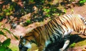 Inilah 9 Hewan yang Sudah Punah, Harimau Bali Termasuk Salah Satunya