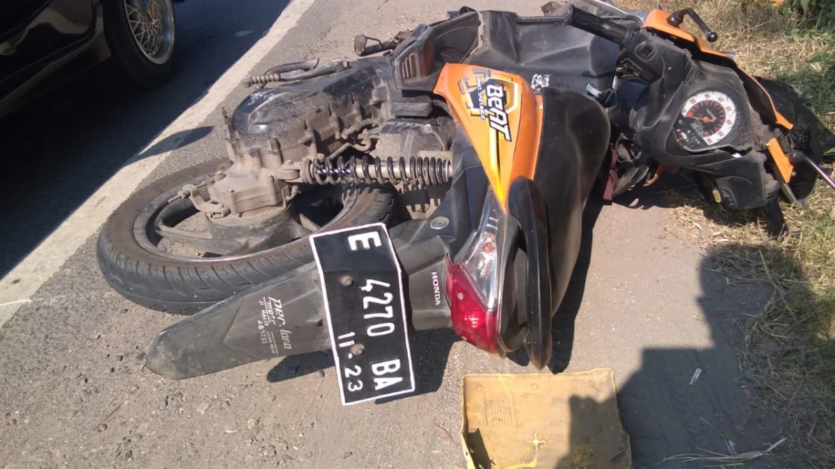Adu Bagong, Pemotor Tewas Adu Bagong, Pemotor Tewas