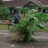  Protes, Warga Nekat Tanam Pohon Pisang di Tengah Jalan