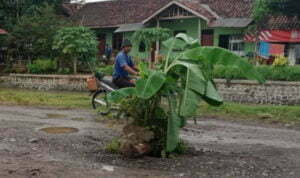  Protes, Warga Nekat Tanam Pohon Pisang di Tengah Jalan