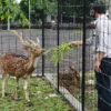 Sidak Pasar, Plt Bupati Bagikan Masker Gratis