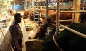 Bocah SD Jadi Korban Perkosaan Cek-Hewan