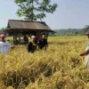 Petani Gantar Berhasil Panen Raya