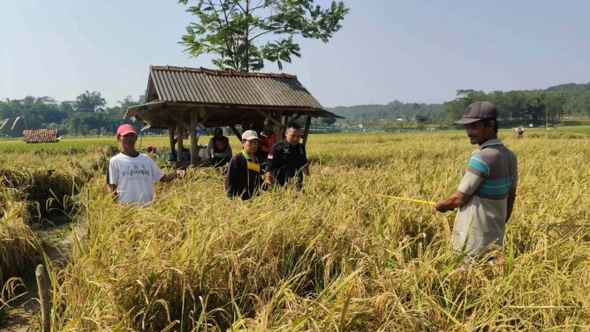 Petani Gantar Berhasil Panen Raya