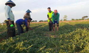 Air Datang, Petani Senang