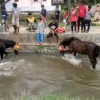 Melihat Tradisi Memandikan Kuda di Surakatiga