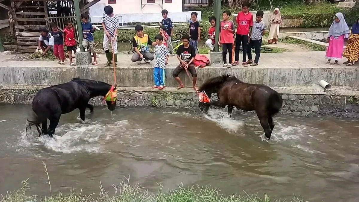Melihat Tradisi Memandikan Kuda di Surakatiga Melihat Tradisi Memandikan Kuda di Surakatiga