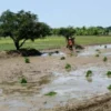 Antisipasi Kekeringan, Petani Siapkan Pompanisasi