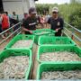 Kelompok Binaan Cirebon Power Sukses Panen Udang Vaname