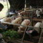 ilmi-hewan qurban (3)