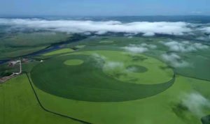 ladang gandum di china