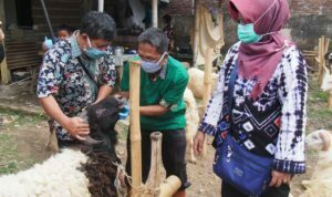 Hewan Layak Kurban Diberi Kalung Sehat