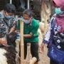 Hewan Layak Kurban Diberi Kalung Sehat