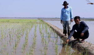 Pupuk Urea Bersubsidi Langka