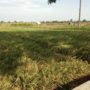 Pupuk Subsidi Langka
