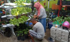 Tanam Sayuran dan Ternak Lele Tanam Sayuran dan Ternak Lele