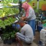 Tanam Sayuran dan Ternak Lele