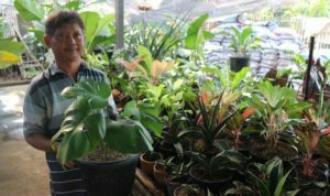 hobi-berkebun-pandemi