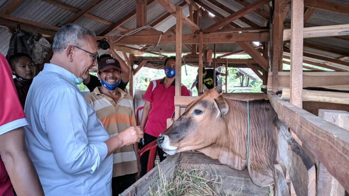 tinjau-sapi