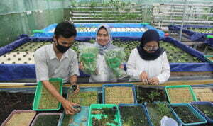 hidroponik-greenvest-cirebon