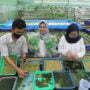 hidroponik-greenvest-cirebon