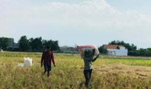 Panen Sukses, Biaya Produksi Tinggi