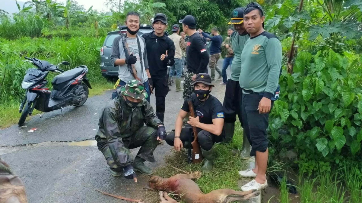 Pemangsa Hewan Ternak Itu Diyakini Ajag Jadi-jadian tim-pemburu