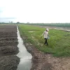 Lima Bulan Pupuk Subsidi Langka