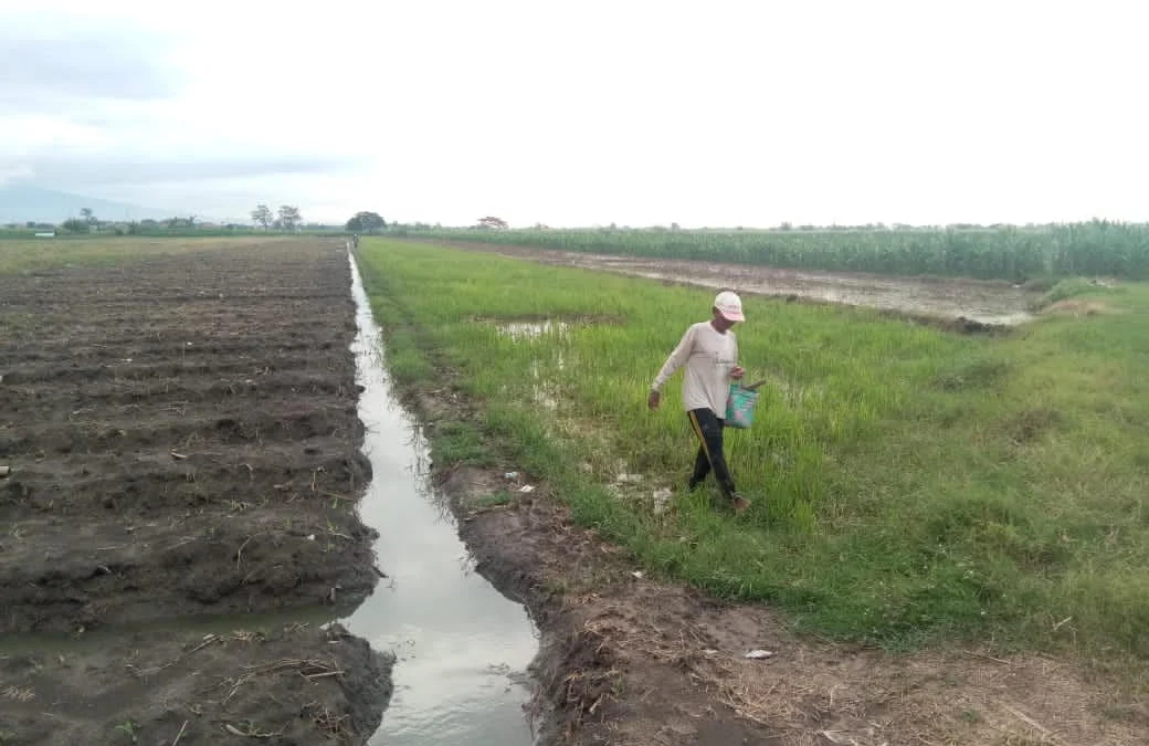 Lima Bulan Pupuk Subsidi Langka Lima Bulan Pupuk Subsidi Langka
