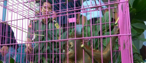 dilindungi-salah-satu-individu-orangutan-yang-berhasil-dievakuasi-dari-pedagang-satwa-liar-online-tar-di-mako-sporc-pontianak-foto-maulidi-murnirakyat-kalbarjpnn
