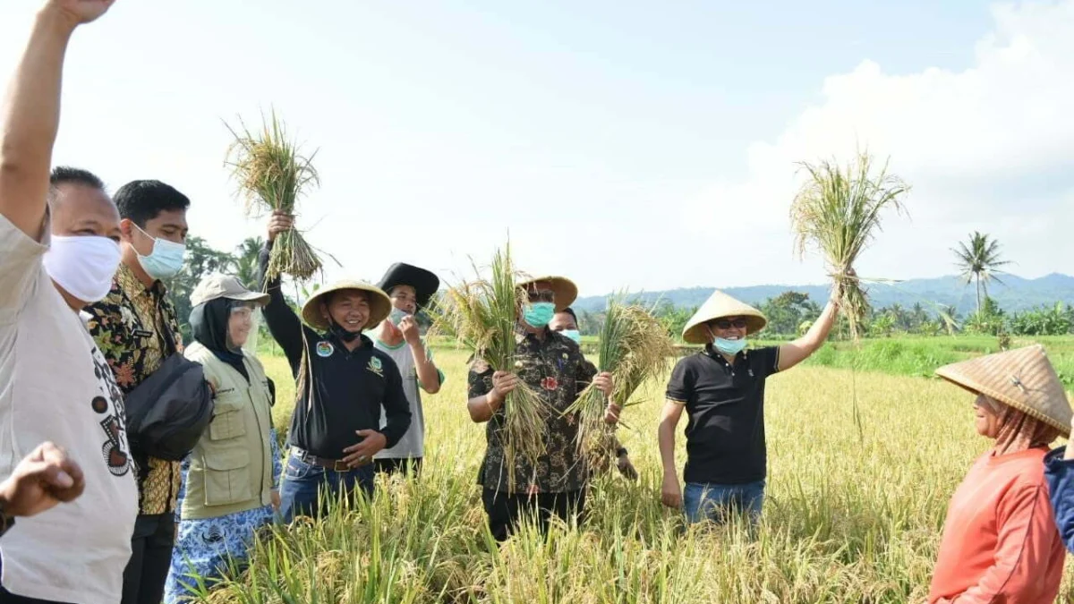 Berita-panen-raya