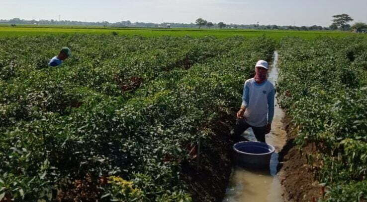 Harga Cabai Merah Anjlok di Petani