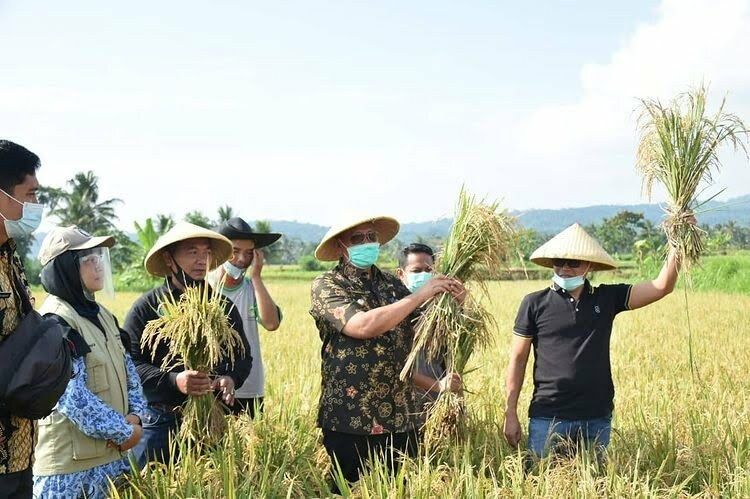 produksi-padi-melimpah