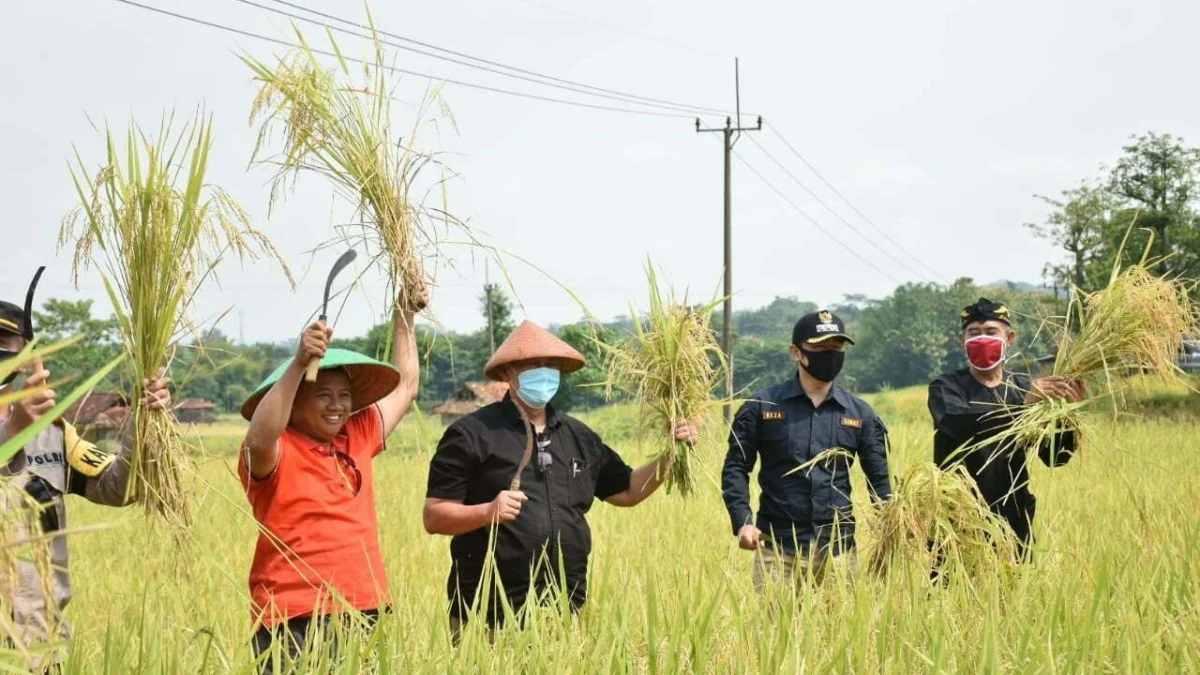 Panen-Raya-Cileuya)