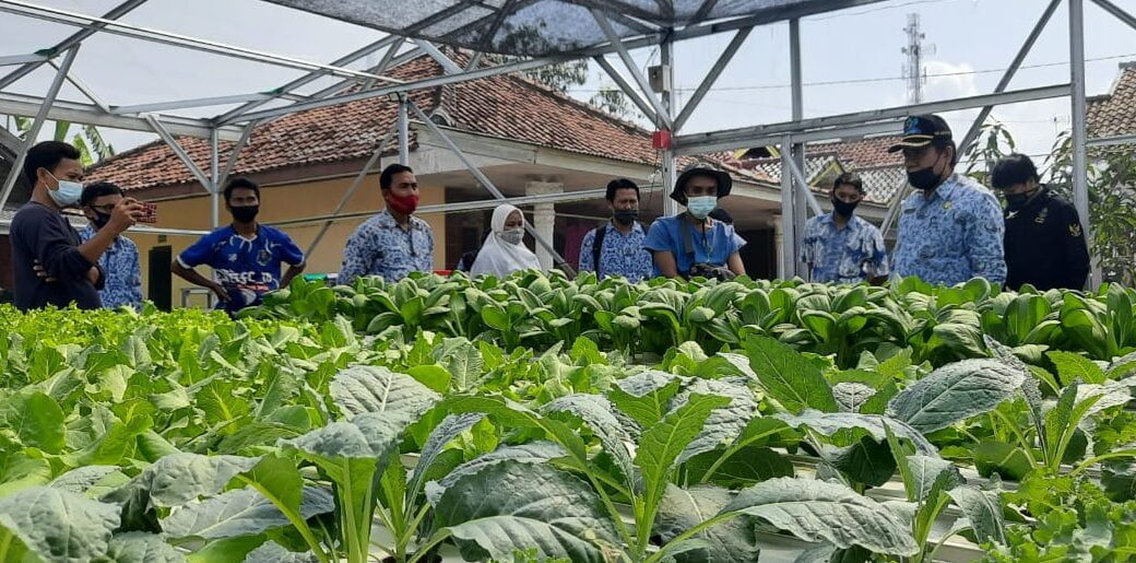 Reang Hidroponik Panen Perdana Sayuran