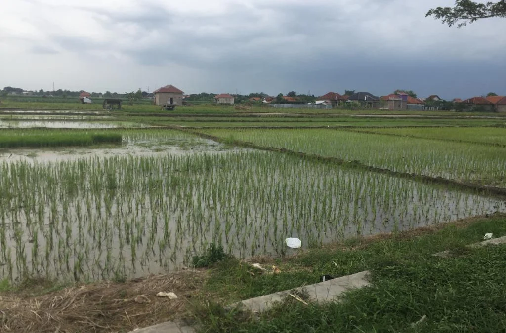 Setiap Tahun, Lahan Pertanian Hilang 100 Hektar