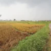 Harga Gabah Anjlok, Petani Mengeluh