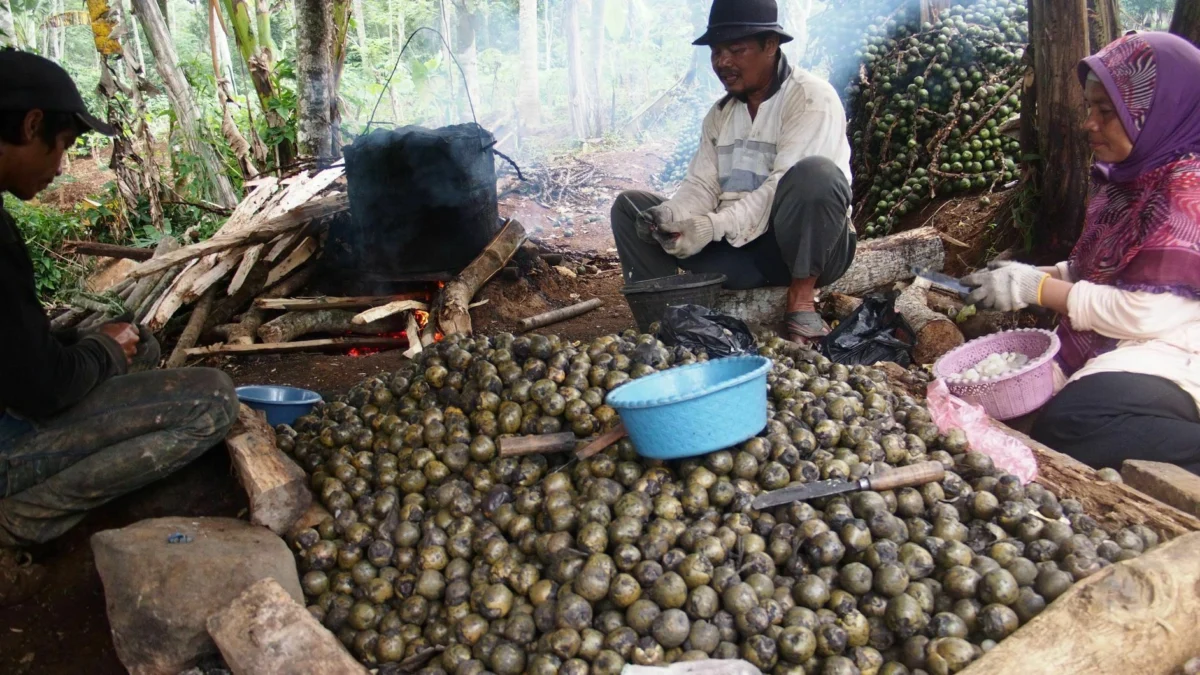 kolang-kaling