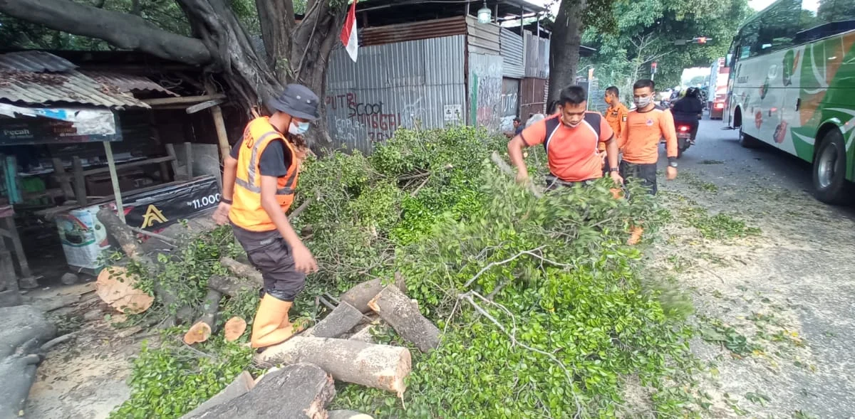 Warga Khawatir Pohon Tumbang