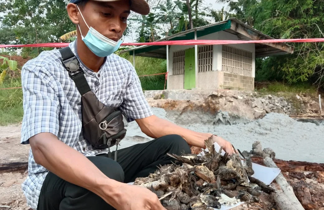 Puluhan Burung Mati