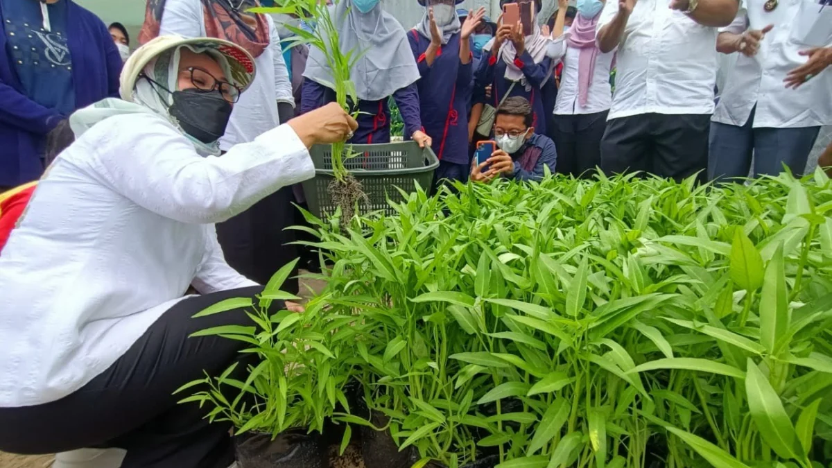 Hidupkan Lahan Mati, Bantu Penuhi Kebutuhan