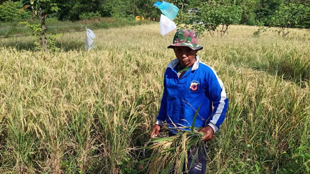 Petani Takut Bercocok Tanam
